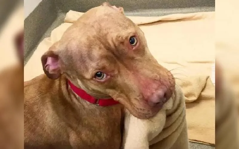 cachorro-em-abrigo-faz-a-cama-todos-os-dias cachorro-em-abrigo-faz-a-cama-todos-os-dias