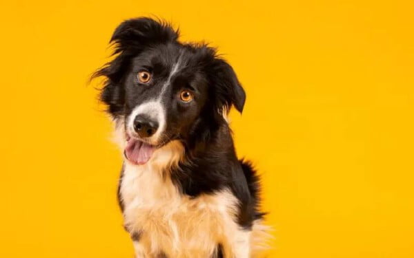 Cachorro “enlouquece” ao ouvir a sua música favorita Cachorro “enlouquece” ao ouvir a sua música favorita