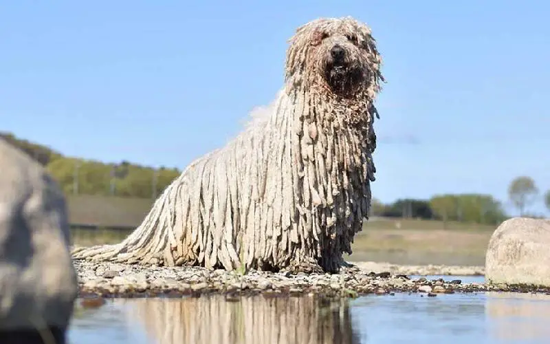 Cachorro parecido com esfregão se mostra um excelente nadador e faz sucesso na internet Cachorro parecido com esfregão se mostra um excelente nadador