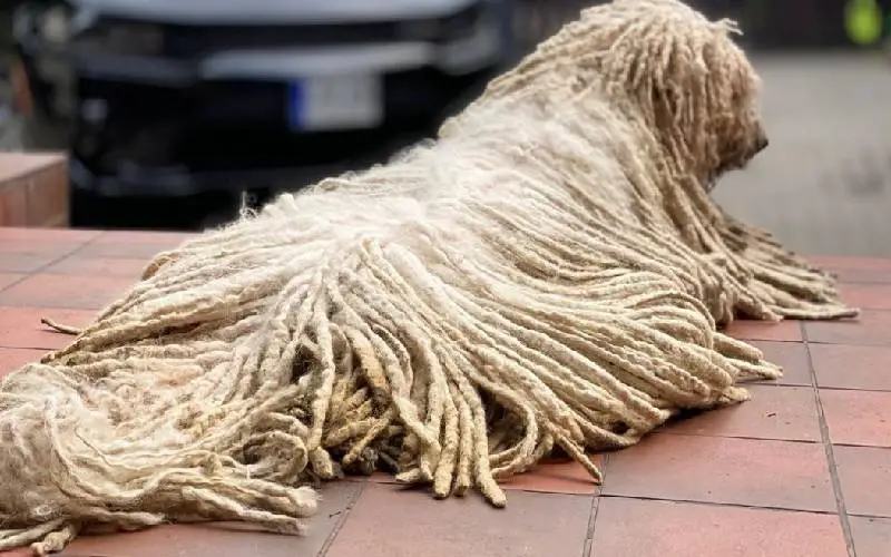 Cachorro parecido com esfregão se mostra um excelente nadador e faz sucesso na internet Cachorro parecido com esfregão se mostra um excelente nadador