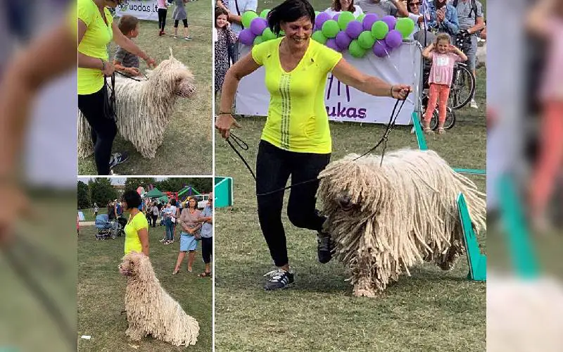 Cachorro parecido com esfregão se mostra um excelente nadador e faz sucesso na internet Cachorro parecido com esfregão se mostra um excelente nadador