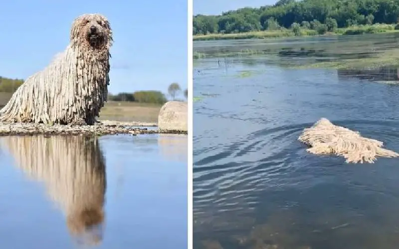 cachorro-esfregao-se-mostra-um-excelente-nadador