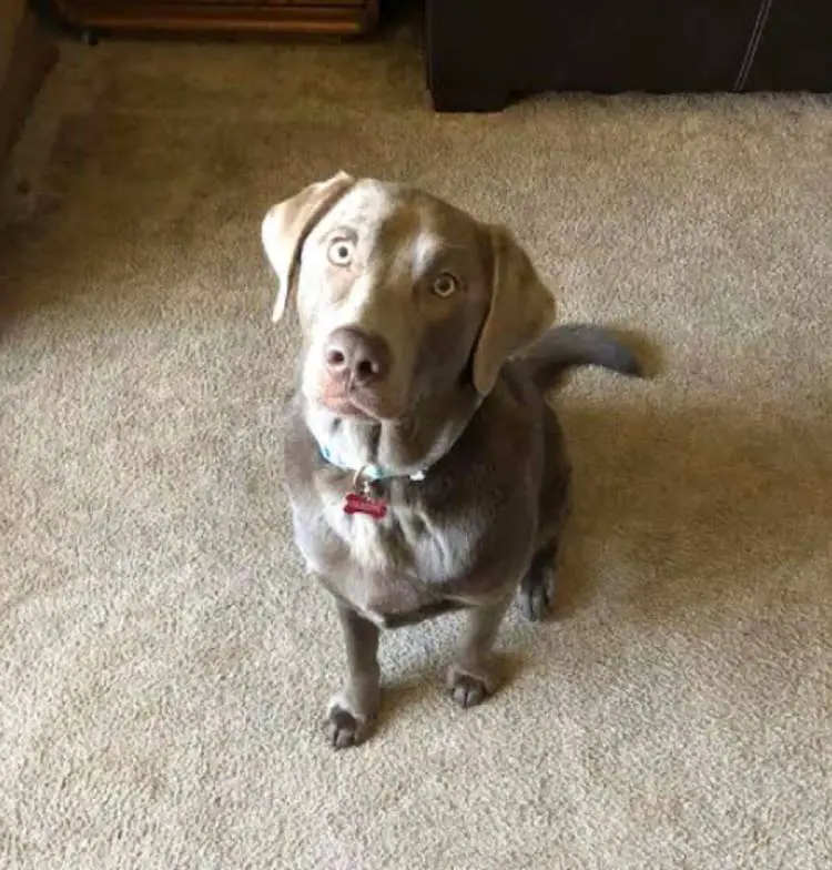 Cachorro ganha banquinho para 'fofocar' com os cães vizinhos Cachorro ganha banquinho para 'fofocar' com os cães vizinhos