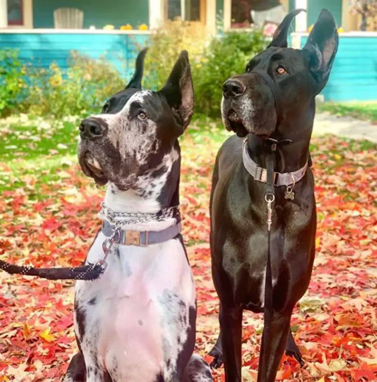 Cachorro ganha banquinho para 'fofocar' com os cães vizinhos