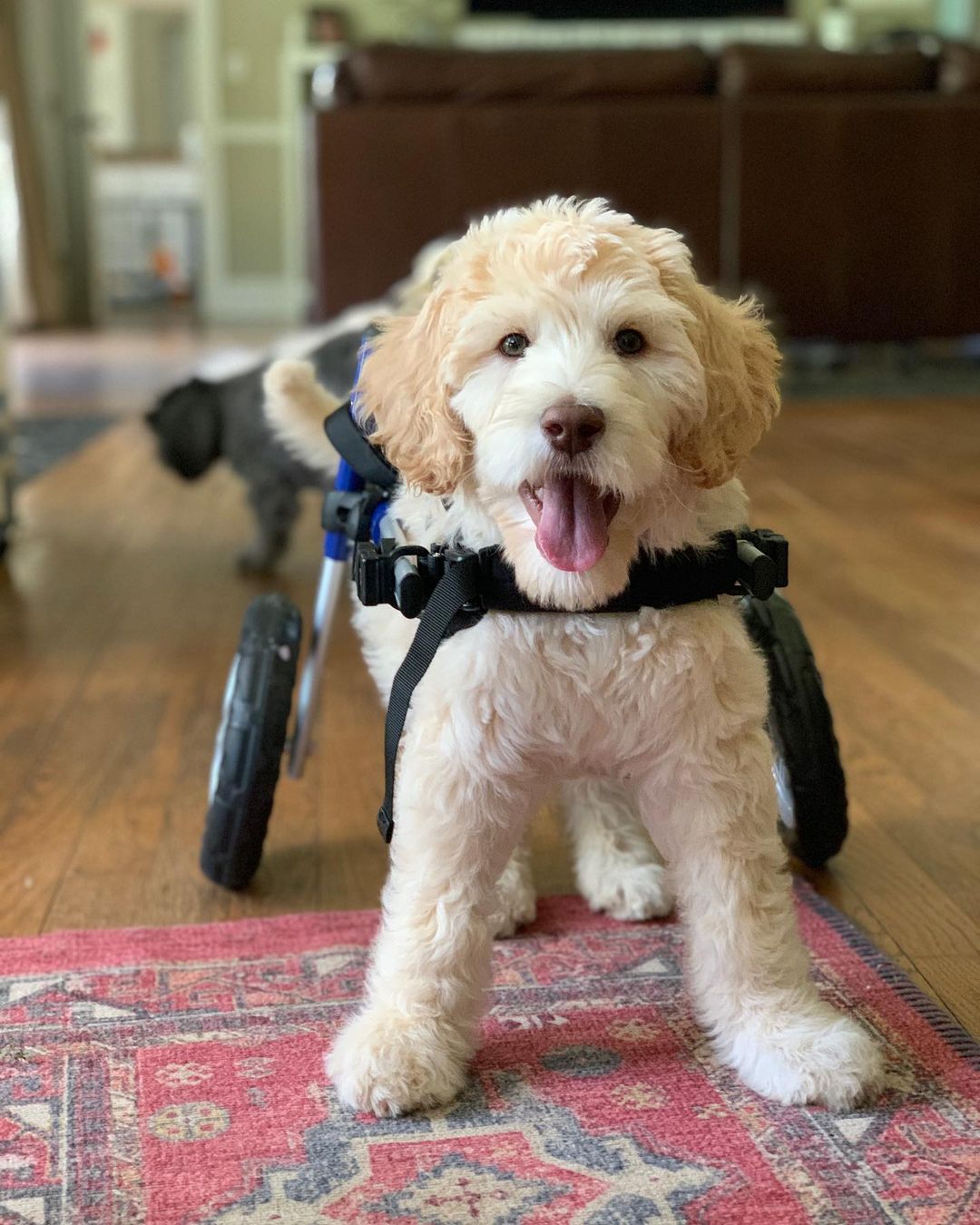 Cachorrinho que nasceu paralisado caminha pela primeira vez graças à uma cadeira de rodas personalizada Cachorrinho que nasceu paralisado caminha pela primeira vez graças à uma cadeira de rodas personalizada
