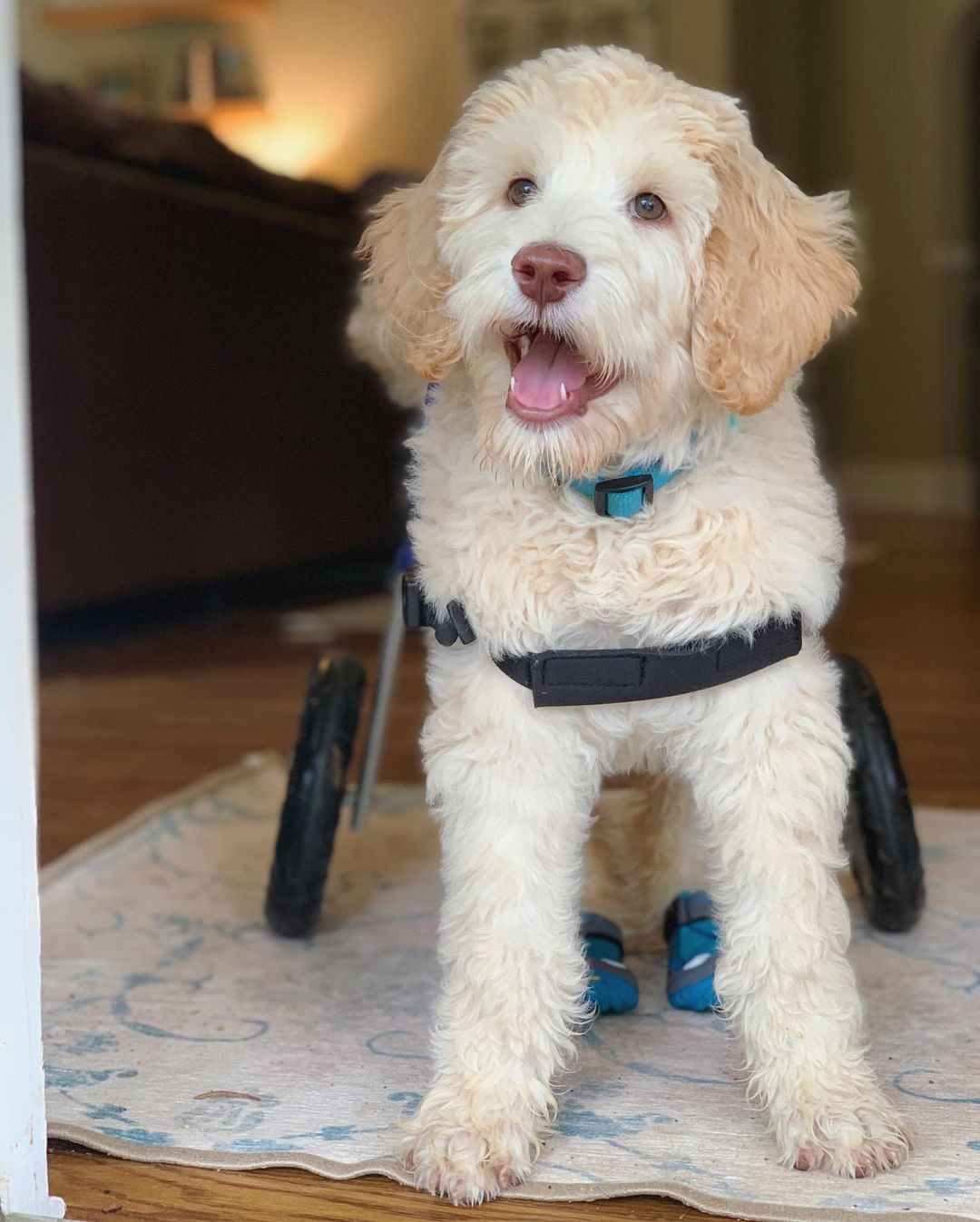 Cachorrinho que nasceu paralisado caminha pela primeira vez graças à uma cadeira de rodas personalizada