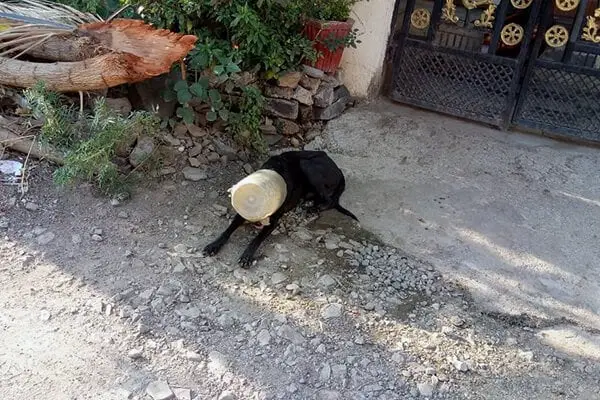 Cachorra com jarra plástica na cabeça é resgatada. Veja o vídeo Cachorra com jarra plástica na cabeça é resgatada. Veja o vídeo