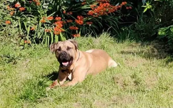 Cachorro resgatado machuca a cauda em "crise de felicidade" cachorro-machuca-a-cauda-em-crise-de-felicidade