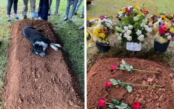 Foto comovente mostra cachorro deitado no túmulo do seu amigo humano cachorro-permanece-na-sepultura-do-tutor