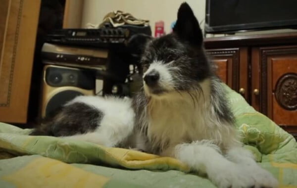 Cachorro chora inconsolável porque seu tutor não volta para casa há 15 meses cachorro-que-nao-se-cansa-de-esperar