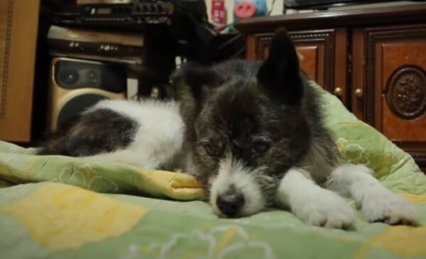 Cachorro chora inconsolável porque seu tutor não volta para casa há 15 meses cachorro-que-nao-se-cansa-de-esperar