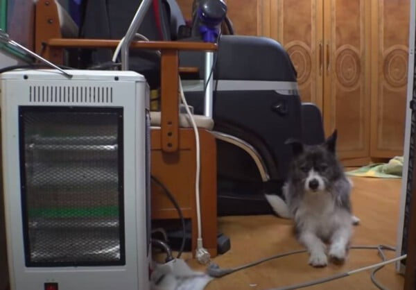 Cachorro chora inconsolável porque seu tutor não volta para casa há 15 meses cachorro-que-nao-se-cansa-de-esperar