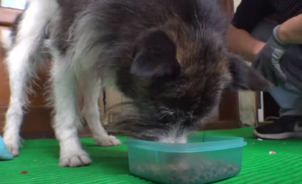 Cachorro chora inconsolável porque seu tutor não volta para casa há 15 meses cachorro-que-nao-se-cansa-de-esperar