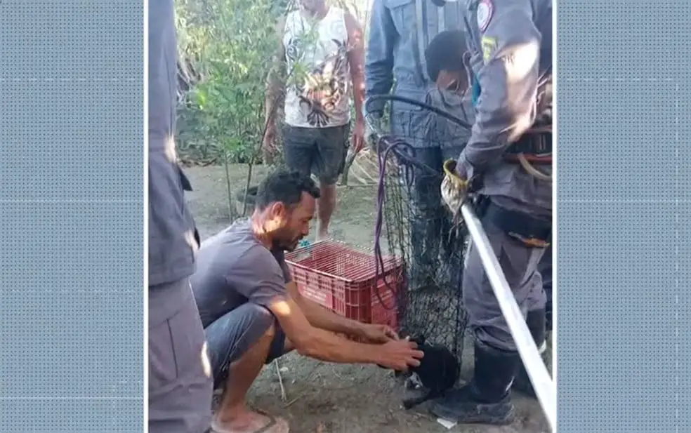 Cachorro preso por 3 meses em área de ribanceira é finalmente resgatado Cachorro preso por 3 meses em área de ribanceira é finalmente resgatado