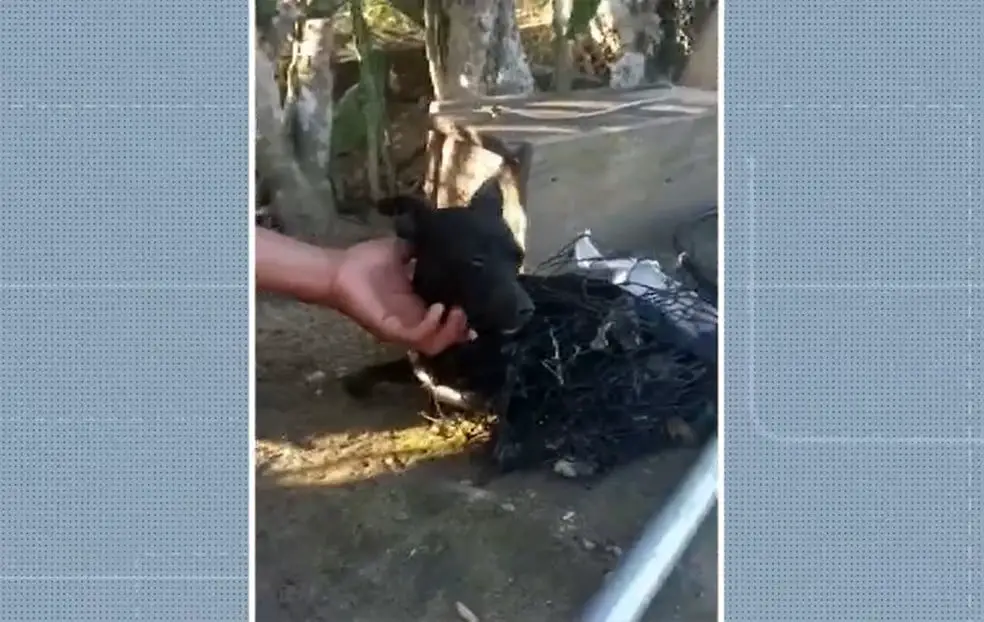 Cachorro preso por 3 meses em área de ribanceira é finalmente resgatado Cachorro preso por 3 meses em área de ribanceira é finalmente resgatado