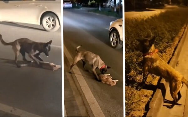 Cachorro tenta resgatar e reanimar um gatinho atropelado e viraliza na internet Cachorro tenta resgatar gato atropelado na China