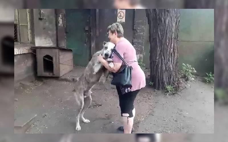 Cachorro roubado no jardim há dois anos finalmente reencontra tutora Cachorro roubado no jardim há dois anos finalmente reencontra tutora