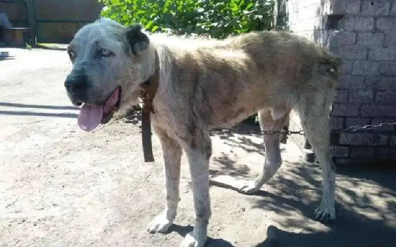Cachorro roubado no jardim há dois anos finalmente reencontra tutora Cachorro roubado no jardim há dois anos finalmente reencontra tutora