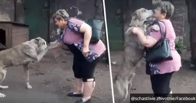Cachorro roubado no jardim há dois anos finalmente reencontra tutora Cachorro roubado no jardim há dois anos finalmente reencontra tutora