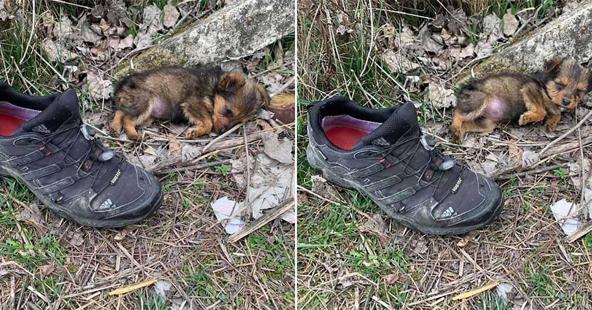 Cachorrinha usava sapato velho como abrigo até ser resgatada e ganhar um lar
