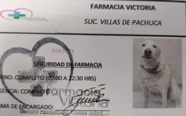 Cachorro comunitário é 'contratado' e se torna segurança de farmácia com direito a crachá de identificação