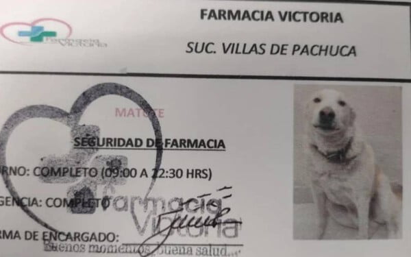 Cachorro comunitário é 'contratado' e se torna segurança de farmácia com direito a crachá de identificação Cachorro comunitário é 'contratado' e se torna segurança de farmácia com direito a crachá de identificação
