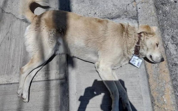 Cachorro comunitário é 'contratado' e se torna segurança de farmácia com direito a crachá de identificação Cachorro comunitário é 'contratado' e se torna segurança de farmácia com direito a crachá de identificação
