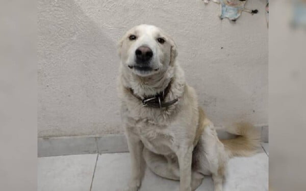 Cachorro comunitário é 'contratado' e se torna segurança de farmácia com direito a crachá de identificação Cachorro comunitário é 'contratado' e se torna segurança de farmácia com direito a crachá de identificação