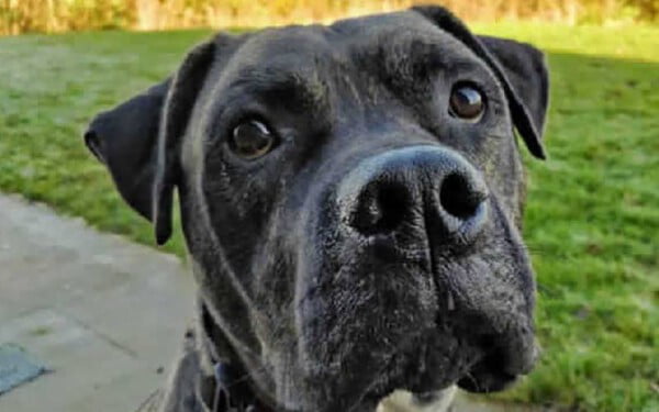 Cachorro vê mais de 220 cães serem adotados enquanto espera uma família há 2 anos
