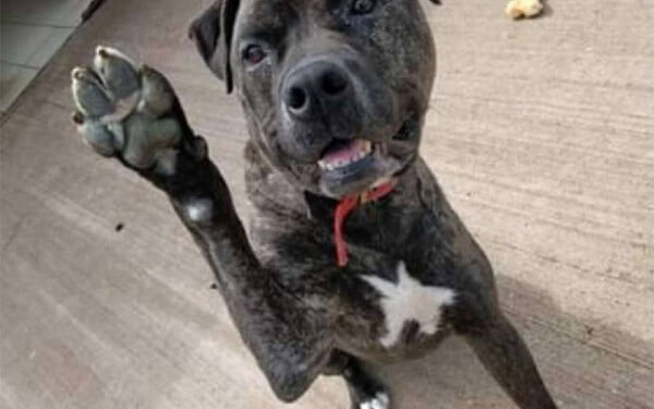 Cachorro vê mais de 220 cães serem adotados enquanto espera uma família há 2 anos Cachorro vê mais de 220 cães serem adotados enquanto espera uma família há 2 anos