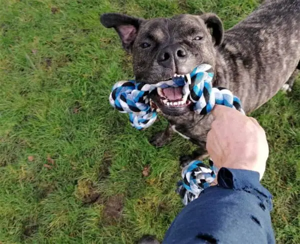 Cachorro vê mais de 220 cães serem adotados enquanto espera uma família há 2 anos Cachorro vê mais de 220 cães serem adotados enquanto espera uma família há 2 anos