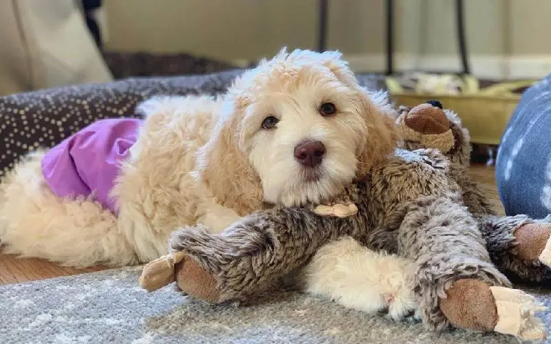 Cachorrinho que nasceu paralisado caminha pela primeira vez graças à uma cadeira de rodas personalizada cadeira-de-rodas-muda-a-vida-de-cao-que-nasceu-paralisado