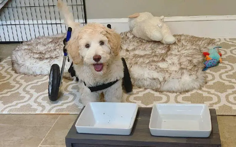 Cachorrinho que nasceu paralisado caminha pela primeira vez graças à uma cadeira de rodas personalizada cadeira-de-rodas-muda-a-vida-de-cao-que-nasceu-paralisado