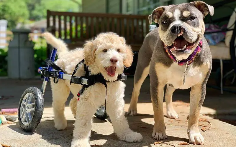 Cachorrinho que nasceu paralisado caminha pela primeira vez graças à uma cadeira de rodas personalizada cadeira-de-rodas-muda-a-vida-de-cao-que-nasceu-paralisado