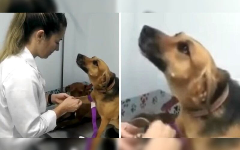 Cadela comportada parece apaixonada por veterinária durante consulta