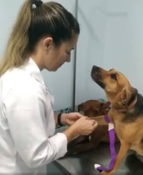 Cadela comportada parece apaixonada por veterinária durante consulta