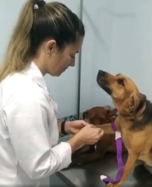 Cadela comportada parece apaixonada por veterinária durante consulta Cadela comportada parece apaixonada por veterinária durante consulta