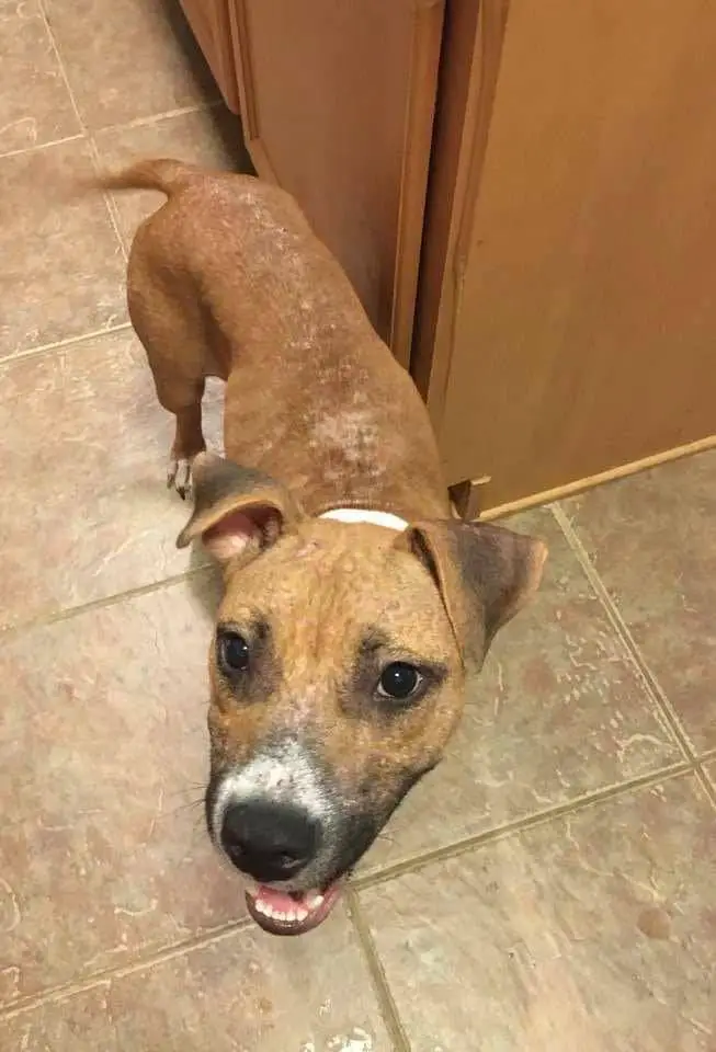 Cadela de rua doente que ninguém queria, foi resgatada e agora está muito feliz Cadela de rua doente que ninguém queria, foi resgatada e agora está muito feliz