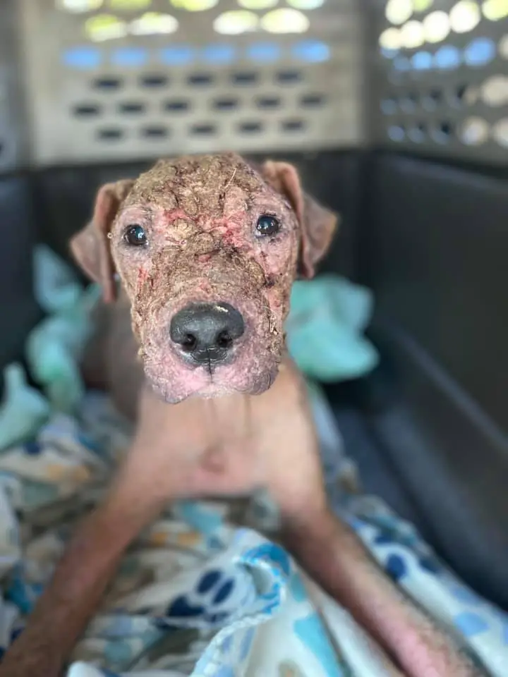 Cadela de rua doente que ninguém queria, foi resgatada e agora está muito feliz Cadela de rua doente que ninguém queria, foi resgatada e agora está muito feliz