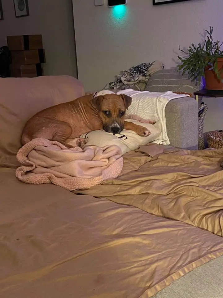 Cadela de rua doente que ninguém queria, foi resgatada e agora está muito feliz Cadela de rua doente que ninguém queria, foi resgatada e agora está muito feliz
