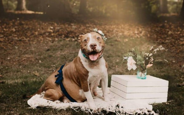 Pitbull resgatada faz linda sessão de fotos com a sua ninhada cadela-faz-sessao-de-fotos-com-a-ninhada