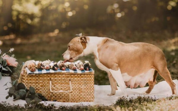 Pitbull resgatada faz linda sessão de fotos com a sua ninhada cadela-faz-sessao-de-fotos-com-a-ninhada