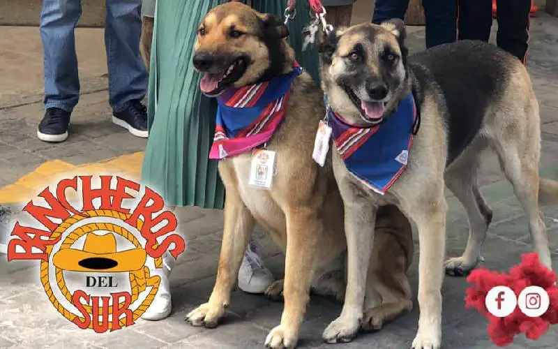 Cães de rua são contratados como recepcionistas de restaurante, com uniforme e crachá Cães de rua são contratados como recepcionistas de restaurante, com uniforme e crachá