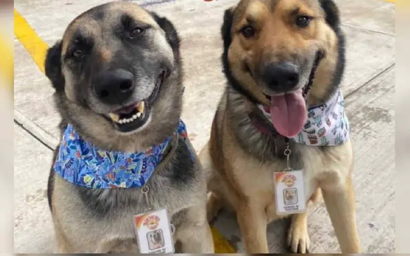 Cães de rua são contratados como recepcionistas de restaurante, com uniforme e crachá Cães de rua são contratados como recepcionistas de restaurante, com uniforme e crachá