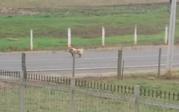 Vídeo flagra abandono de cachorro em Santa Catarina camera-flagra-abandono-de-cachorro-em-Santa-Catarina