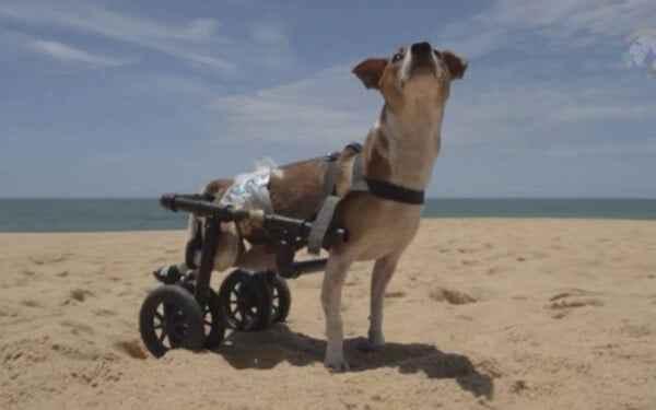 Campanha vai comprar fraldas para cachorrinho cadeirante campanha-vai-comprar-fraldas-para-cachorro-deficiente