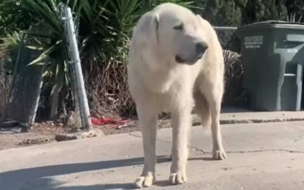 Cão gigante é resgatado depois de um ano fugindo de medo das pessoas cao-gigante-e-resgatado-depois-de-um-ano