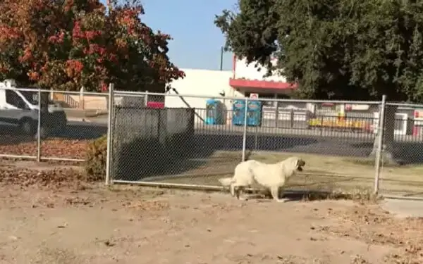 Cão gigante é resgatado depois de um ano fugindo de medo das pessoas cao-gigante-e-resgatado-depois-de-um-ano