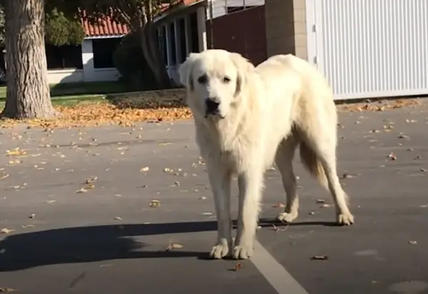 Cão gigante é resgatado depois de um ano fugindo de medo das pessoas cao-gigante-e-resgatado-depois-de-um-ano