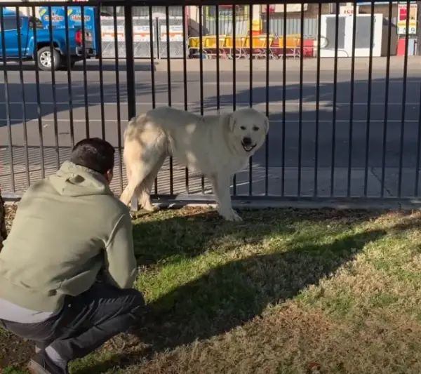 Cão gigante é resgatado depois de um ano fugindo de medo das pessoas cao-gigante-e-resgatado-depois-de-um-ano